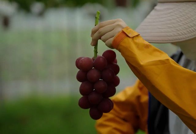 盘货寰天博电竞官网APP下载宇上最贵的七种生果吃过三种以上的让我尊称一声土豪。(图5)