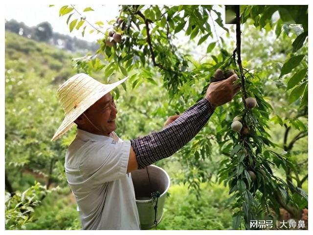 天博电竞落空中邦市集后洪量生果烂地里无人购置现正在澳方悔怨开罪中邦(图15)