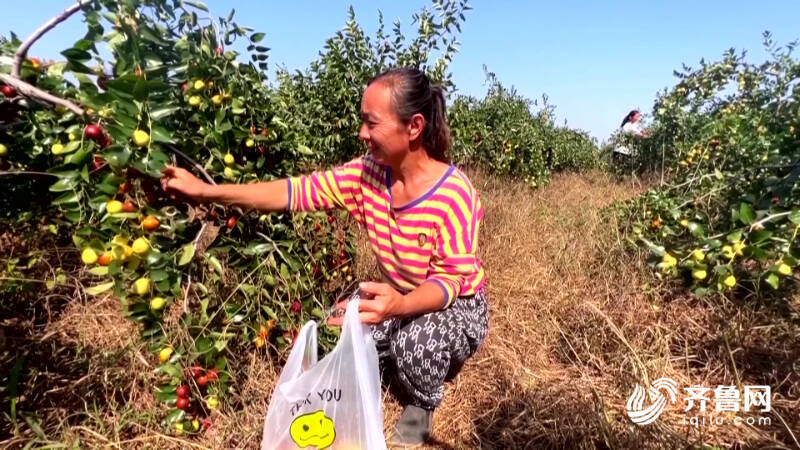 梨枣苹果黄天博电竞梨德州陵城区特点生果迎丰收(图2)