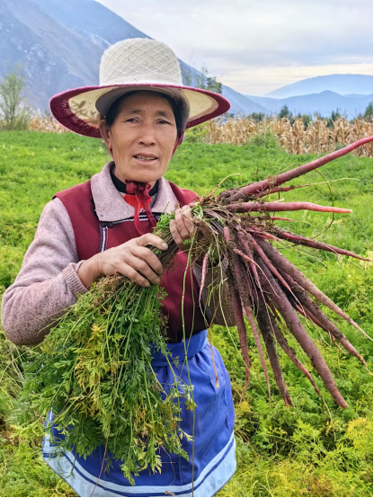 以发达促种源包庇 云南洱源紫玉生果萝卜携百果园做土特产天博电竞网站通行品(图2)