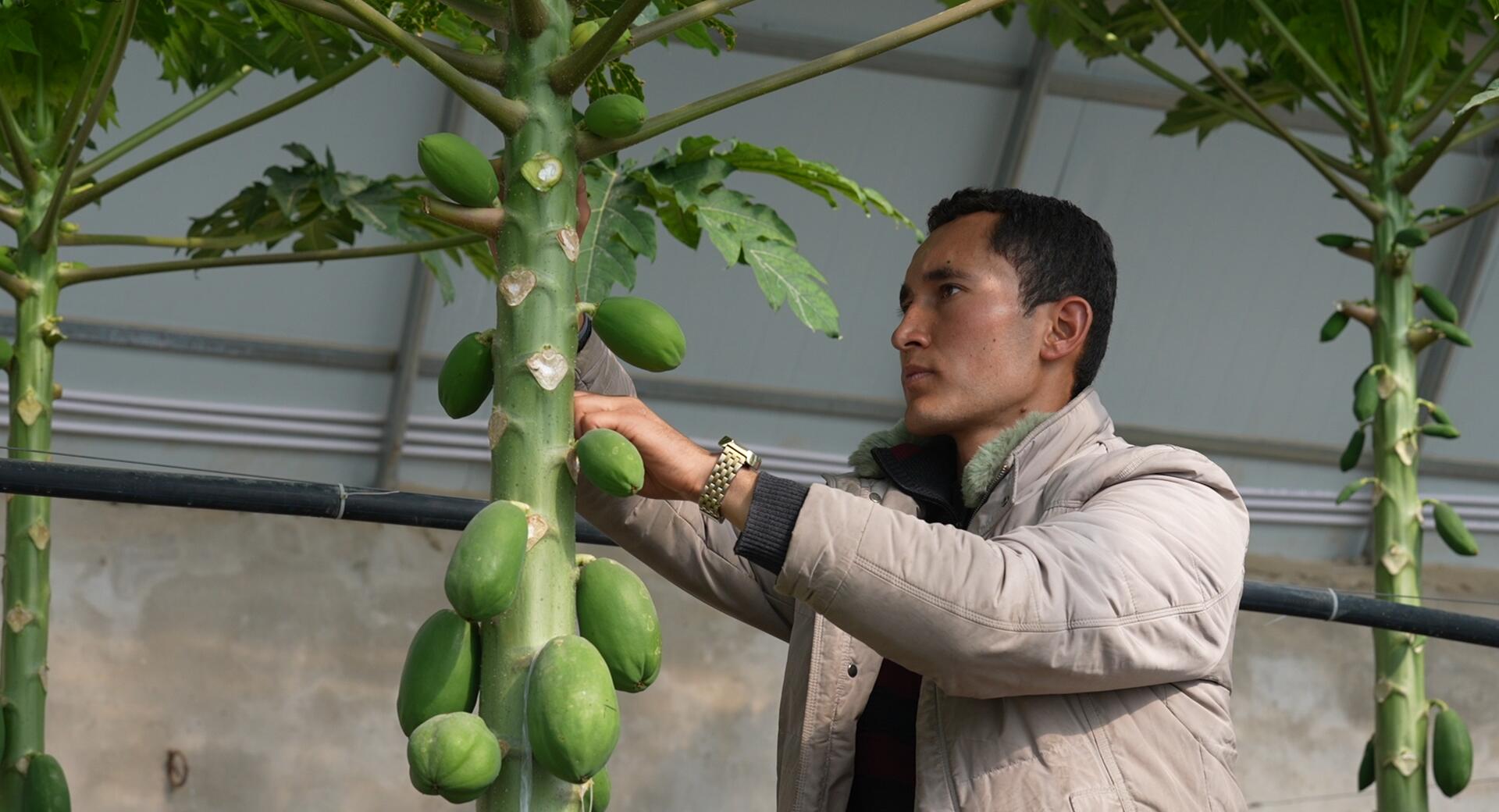 天博电竞官网APP下载番木瓜、火龙果、提子……墨玉县特性生果试种睹成就(图2)