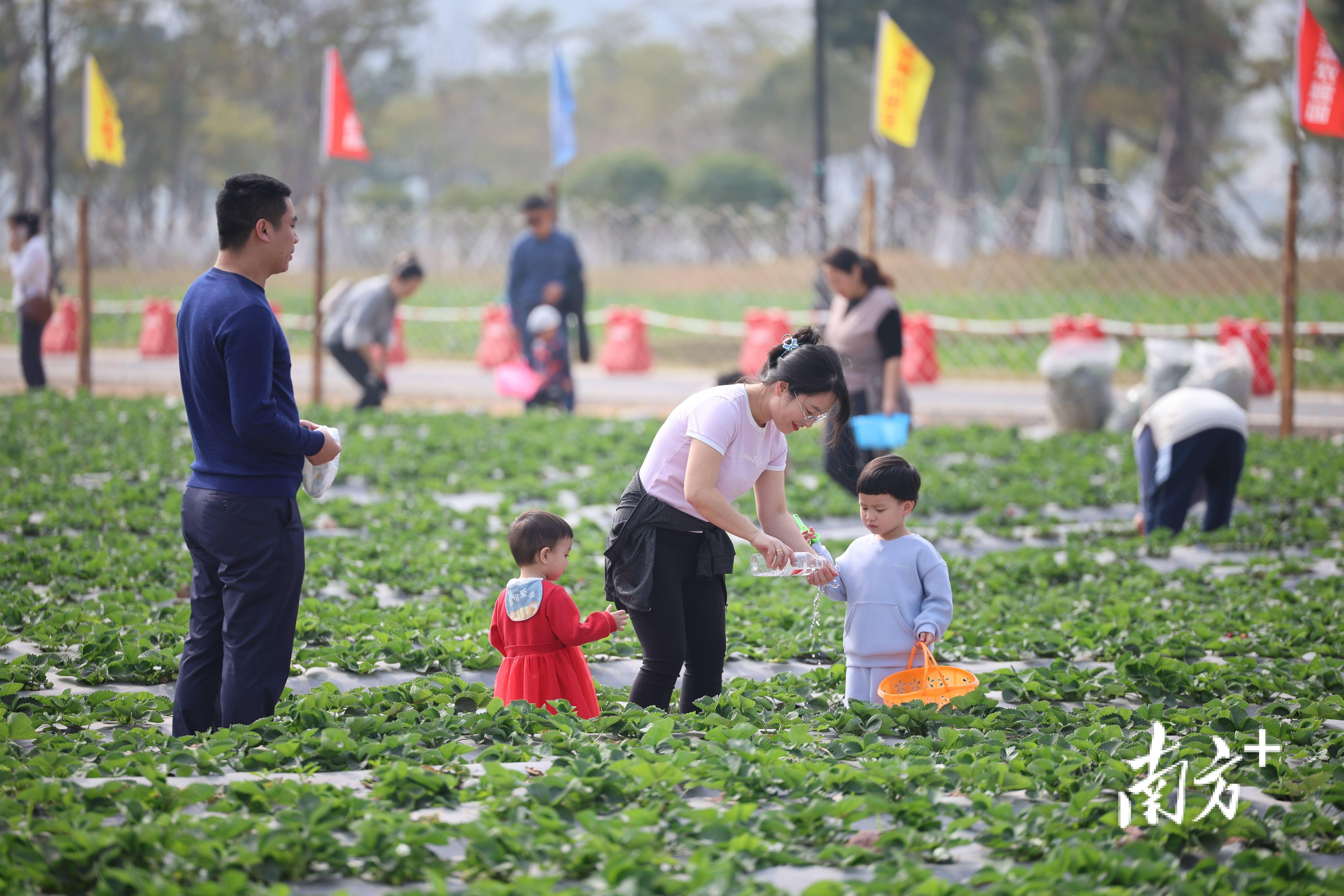 太适合周末溜娃了这里的生果好吃得停不下来｜众图天博电竞网站(图1)