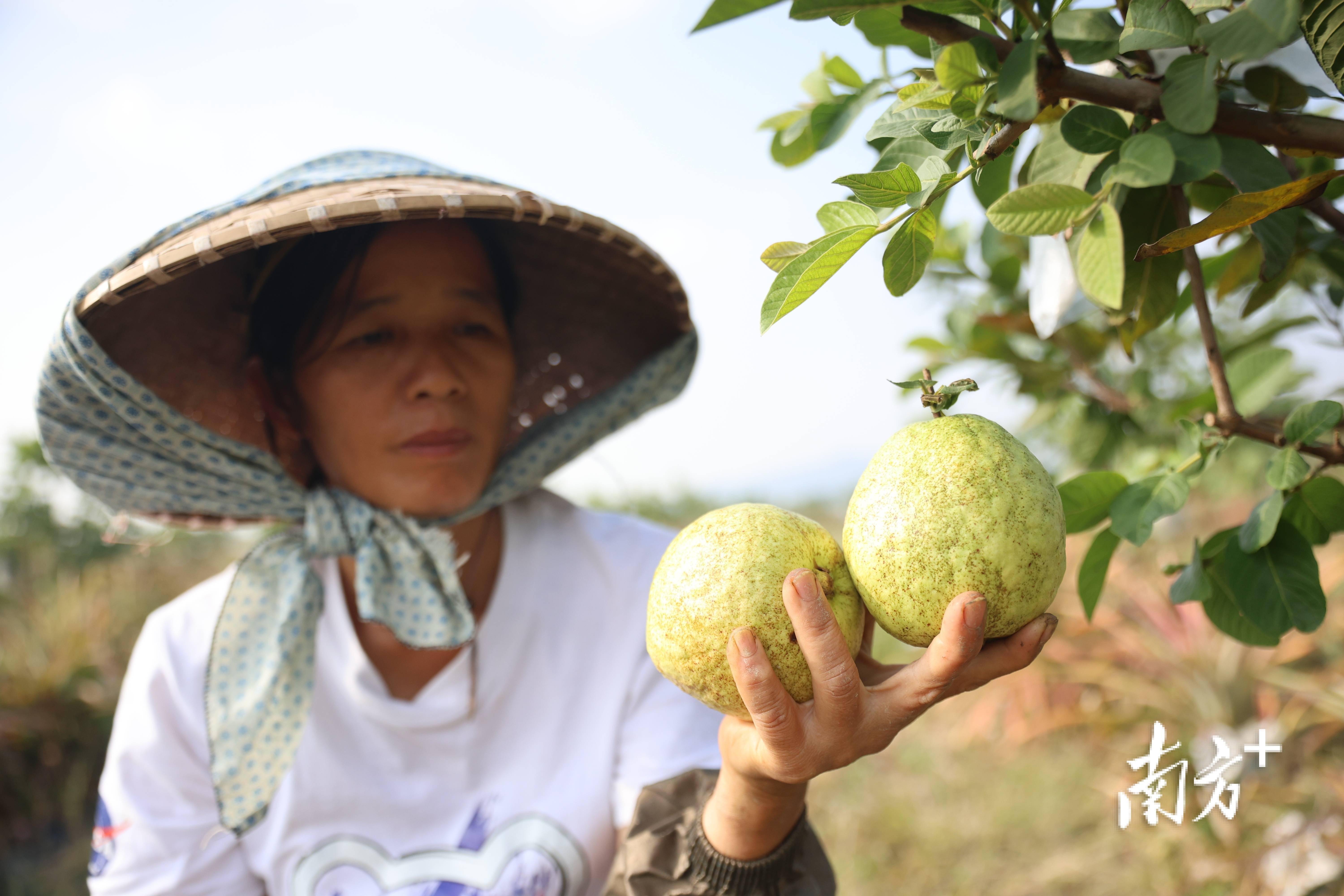 太适合周末溜娃了这里的生果好吃得停不下来｜众图天博电竞网站(图5)