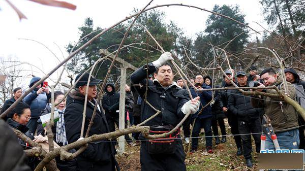 天博电竞官网APP下载本年贵阳贵安将告终生果产量735万吨制造50个最美果园！(图1)