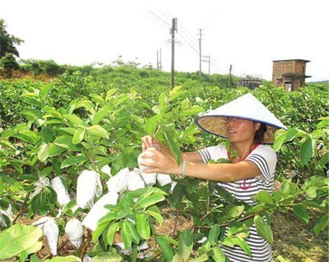 天博电竞海外的“废材生果”也曾正在邦内风行偶尔而今却成如许(图2)